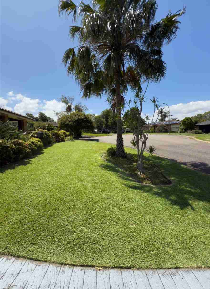Lush Green Lawn With Palm Tree and Driveway on a Sunny Day — Mow & Mulch Lawn & Garden Maintenance In Medowie, NSW