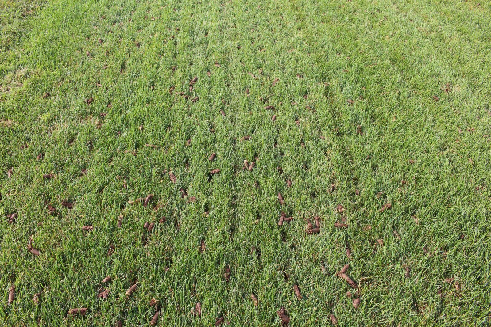 Green lawn with aeration pellets — Mow & Mulch Lawn & Garden Maintenance In Medowie, NSW
