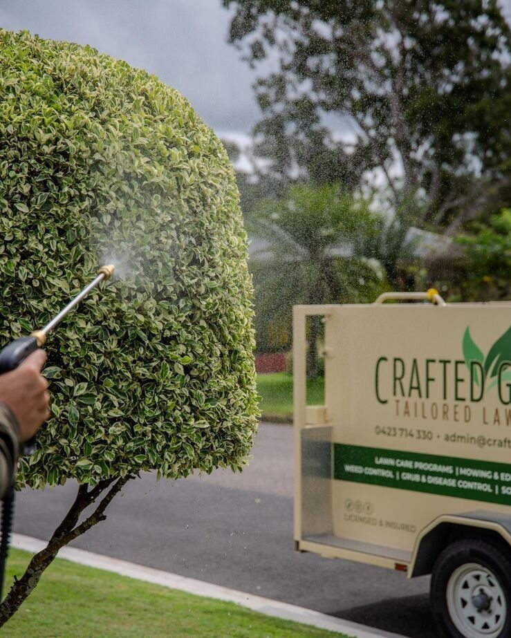 Person Spraying a Green and White Hedge With a Hose — Mow & Mulch Lawn & Garden Maintenance In Salamander Bay, NSW
