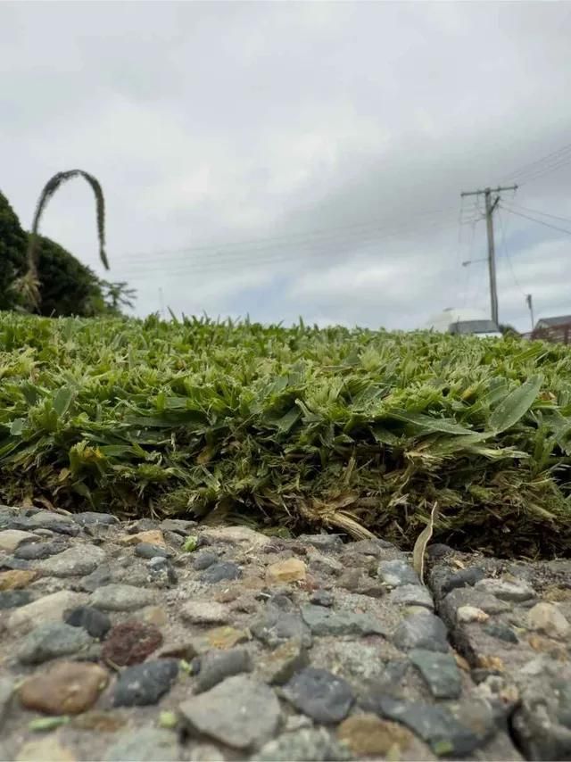 Close-up of a Grassy Lawn Meeting a Pebbled Sidewalk, Overcast Sky, Utility Pole in the Distance — Mow & Mulch Lawn & Garden Maintenance In Salamander Bay, NSW