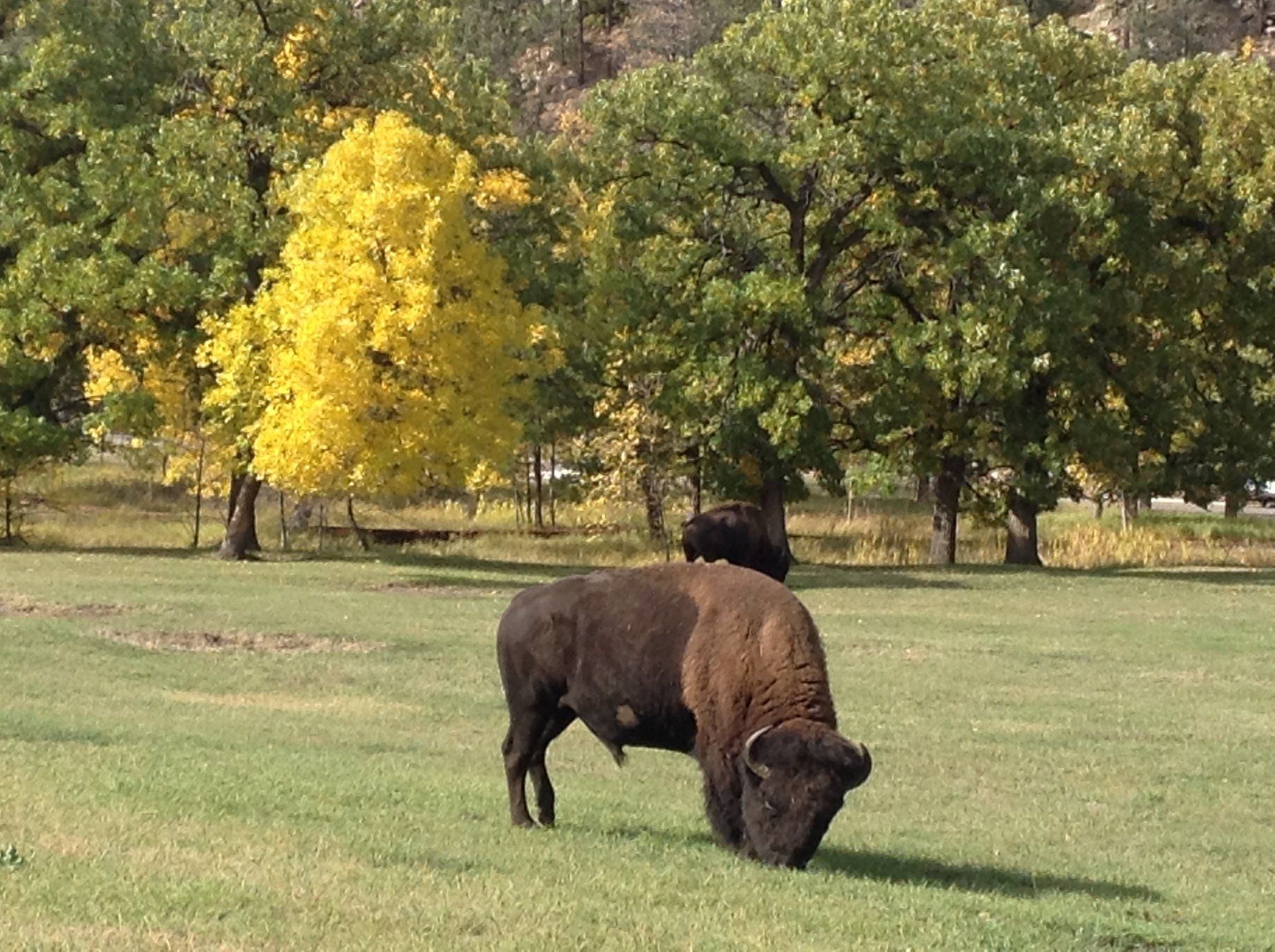 A bison grazing in a grassy field with trees in the background