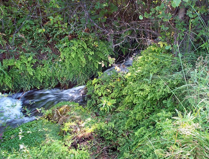A small stream running through a lush green forest