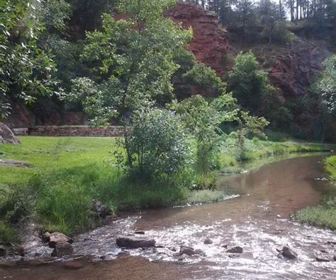 A river flowing through a lush green forest