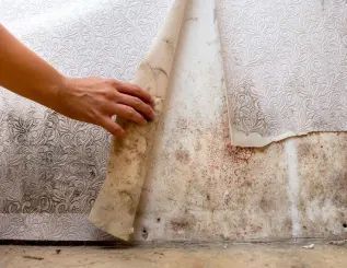 Hand peeling wallpaper from a wall with significant mold damage and staining.