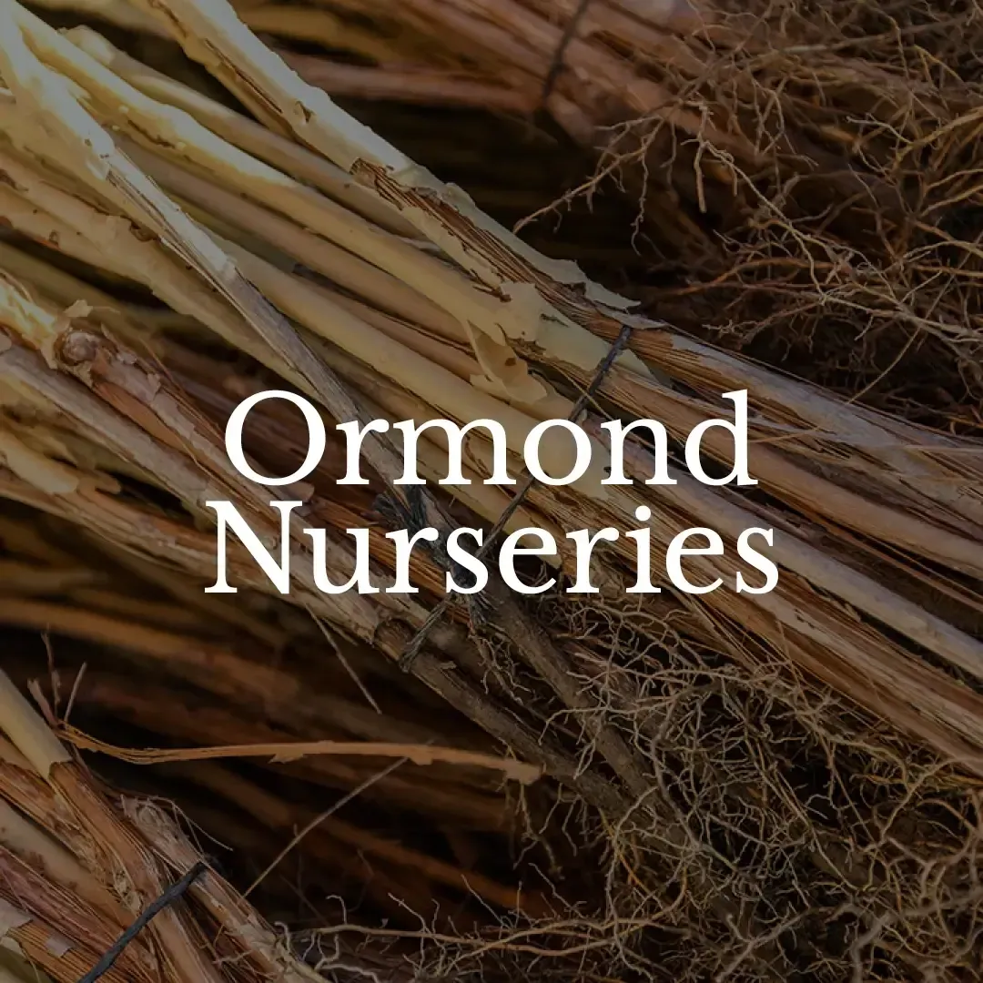 Ormond Nurseries logo designed By Vanilla Hayes