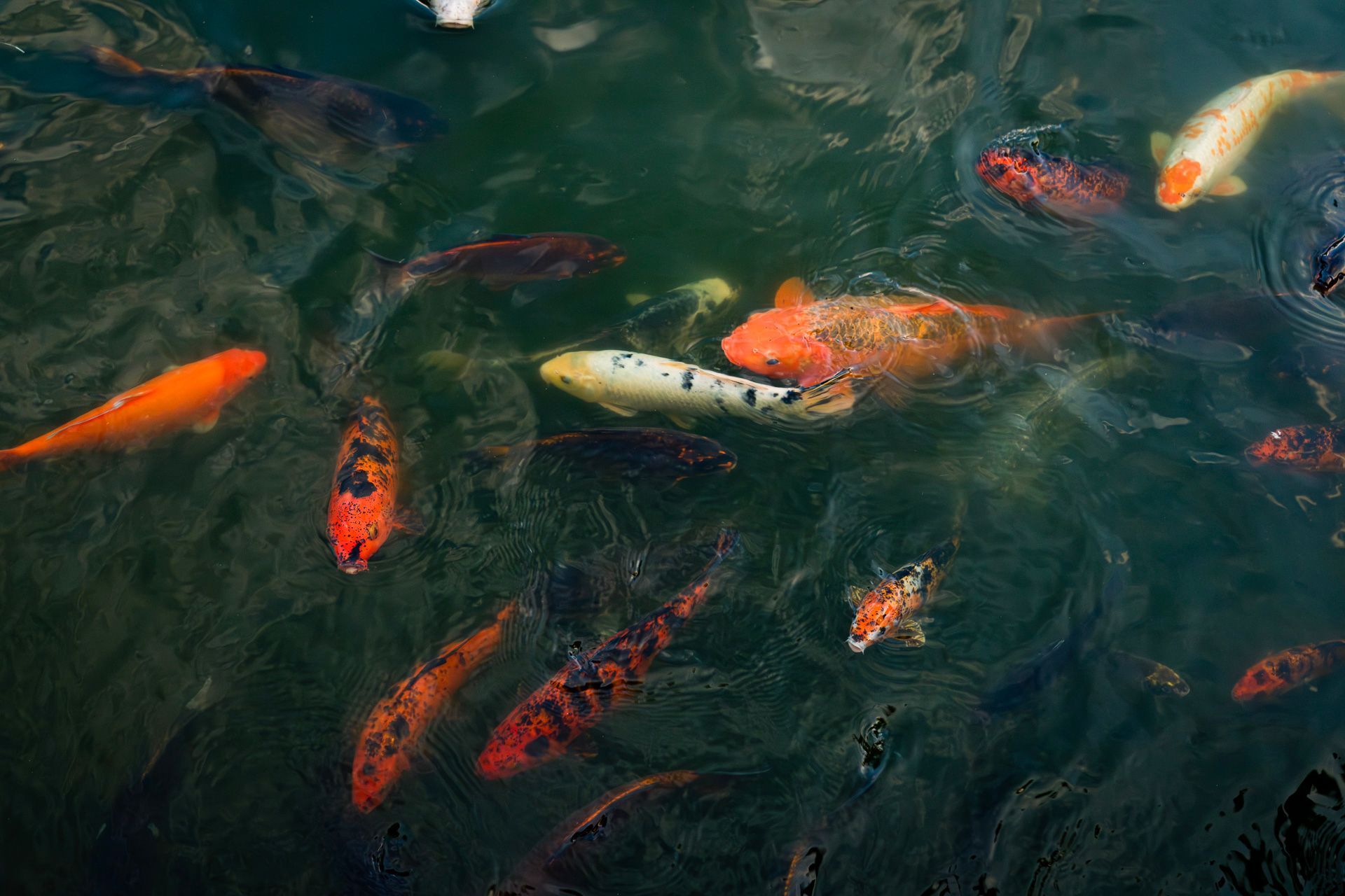 Colorful koi fish swimming in dark, rippling pond water — Top Point Café In East Gosford, NSW