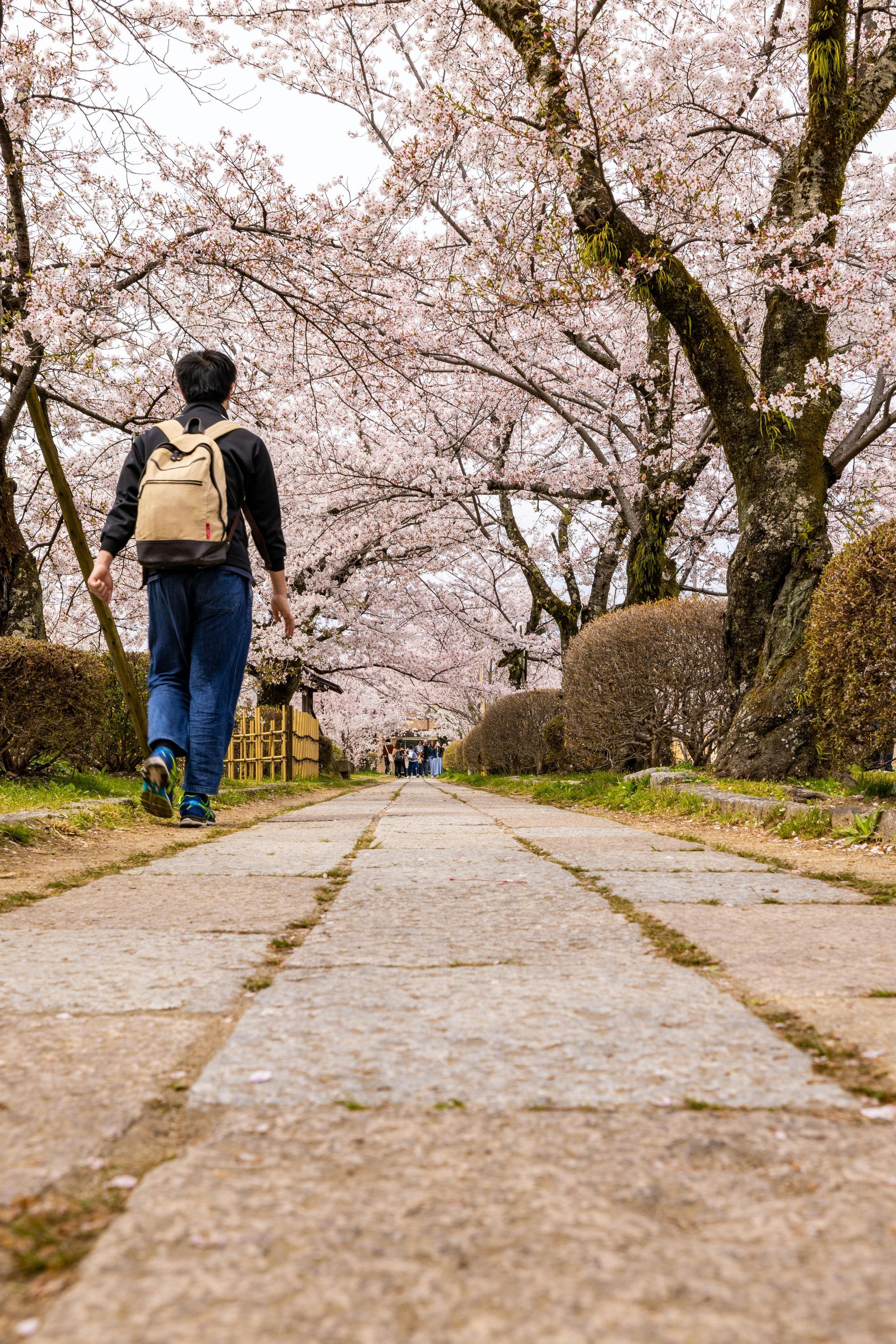 Person walking along a stone path under blooming cherry trees in a park