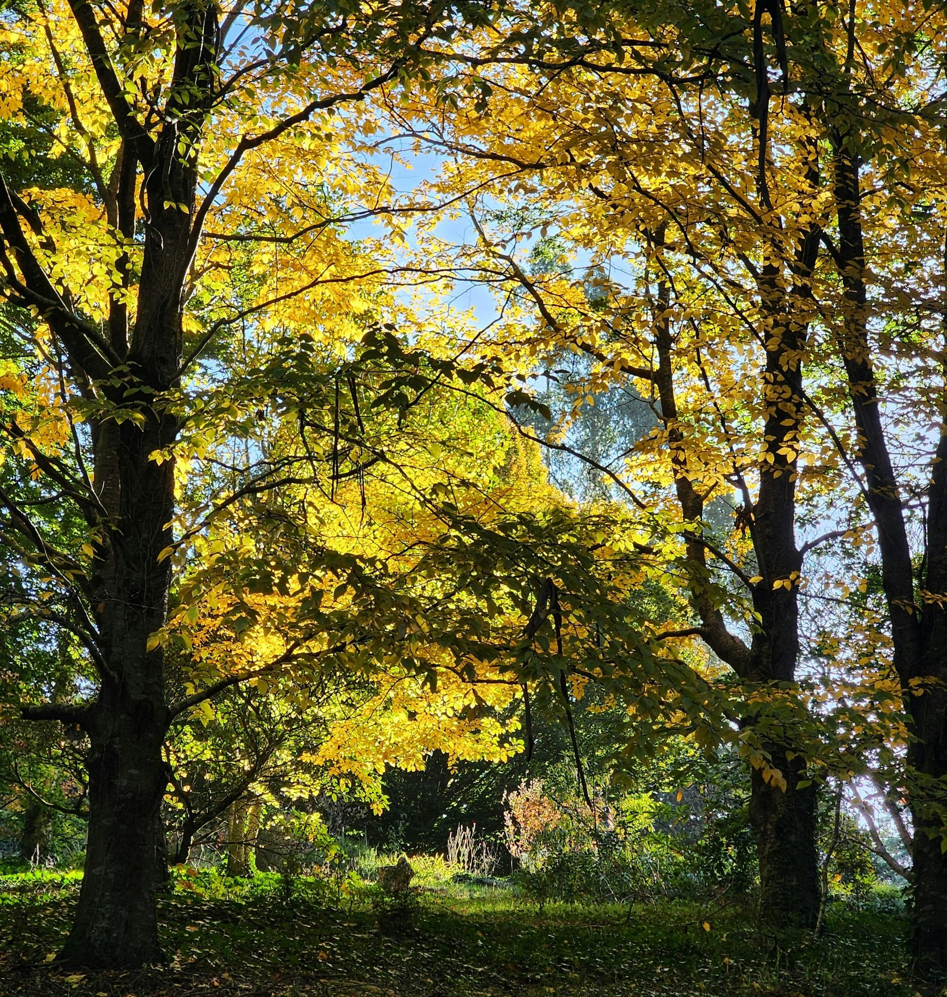 Autumn trees with golden leaves in a sunlit park, with blue sky visible through the branches