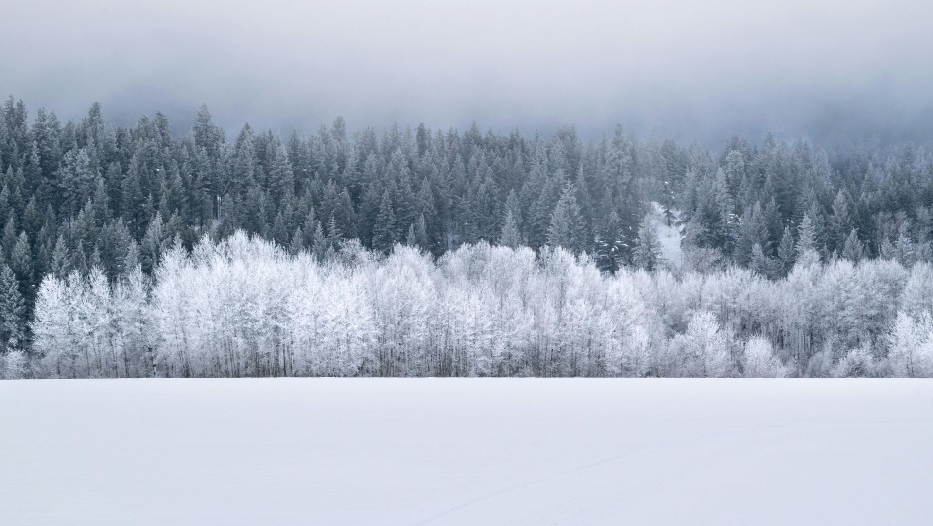 Snow-covered evergreen forest under a misty gray sky with a white field in the foreground