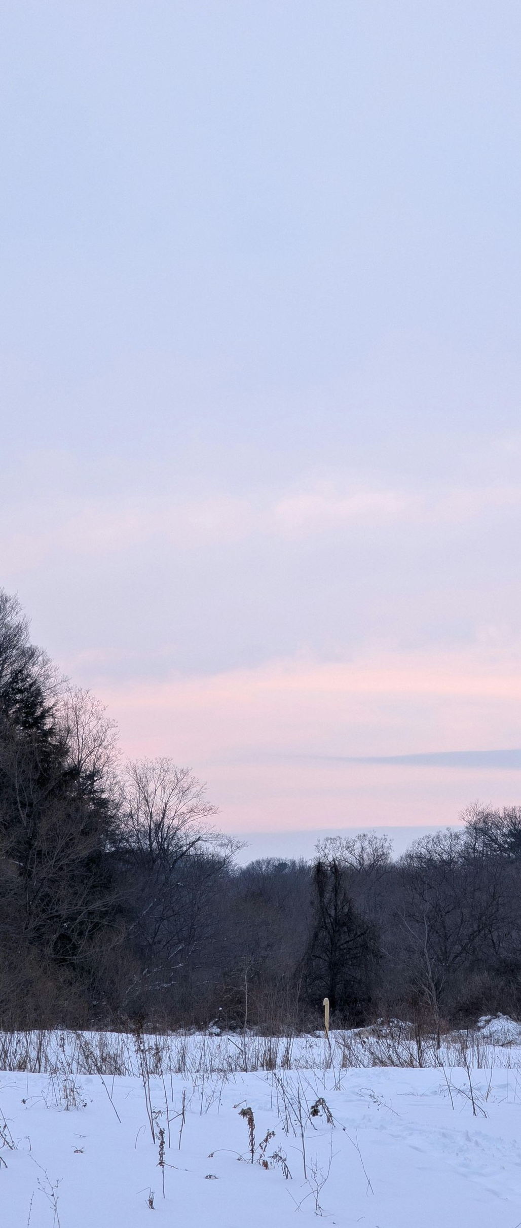 Snow-covered field at dusk with pink-blue sky and dark tree line on the left