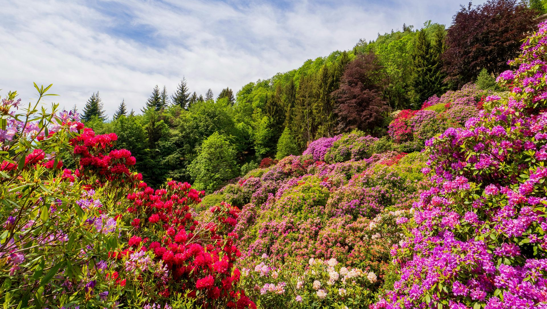 Colorful flowering shrubs on a hillside under a blue sky, with green trees in the background