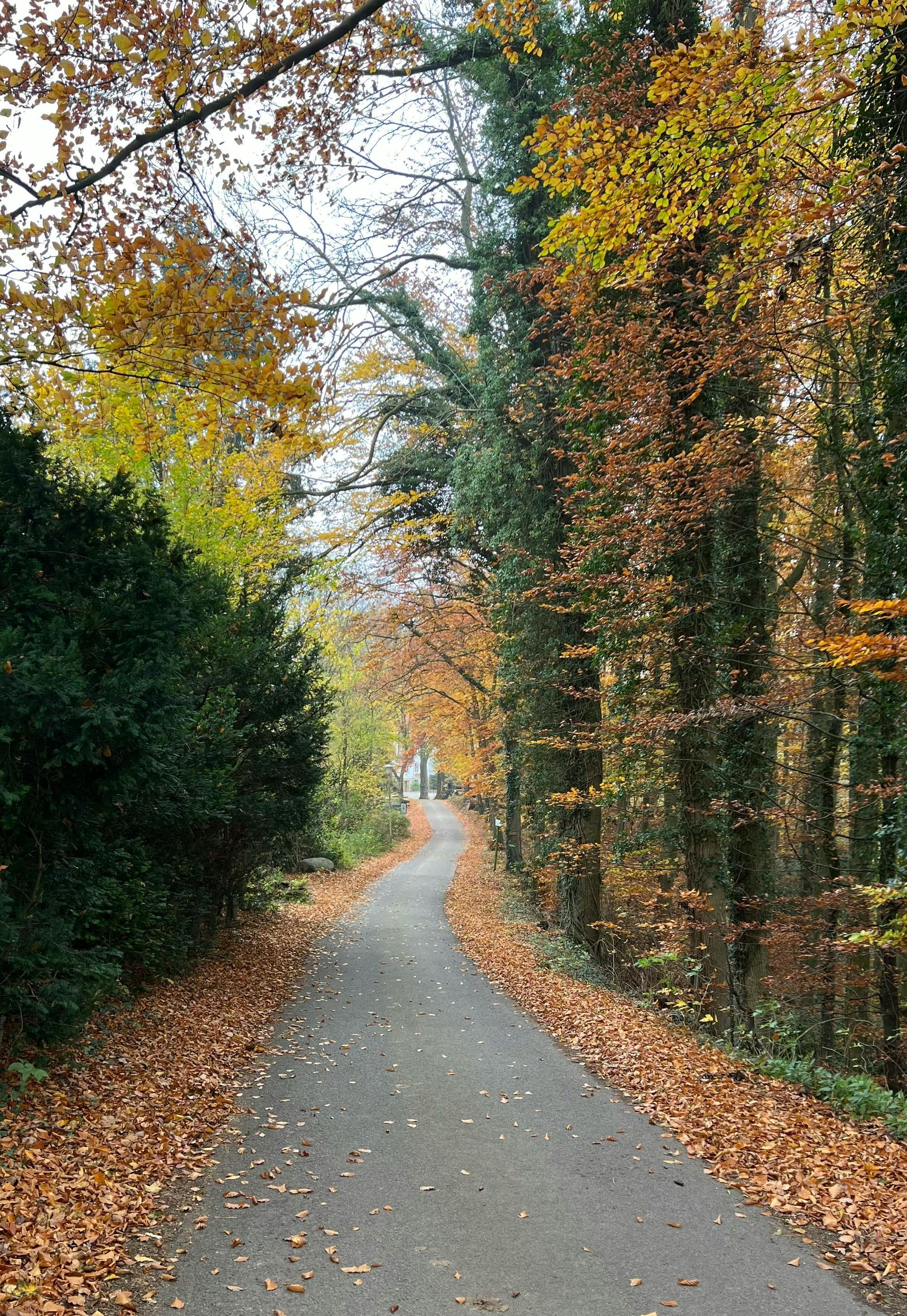 Autumn tree-lined path with fallen leaves along the edges