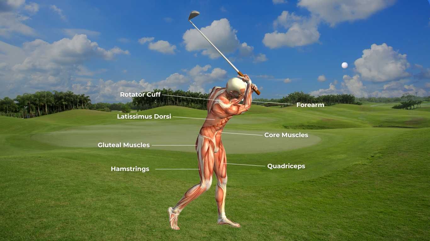 Golf+Chiropractor+Singapore+muscle+Anatomy