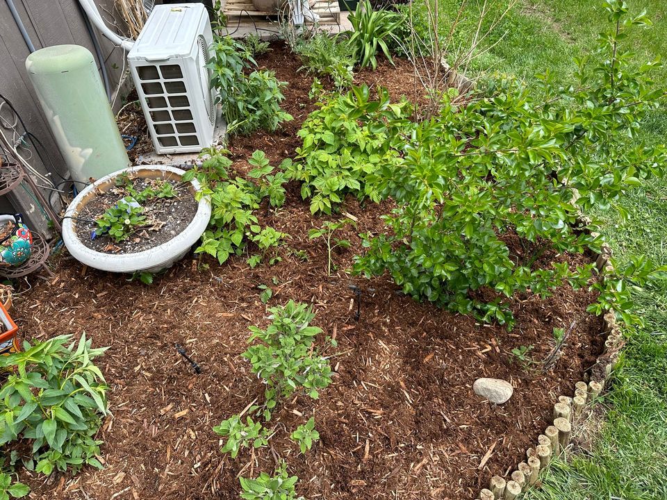 Clean landscape bed with grasses and boulders