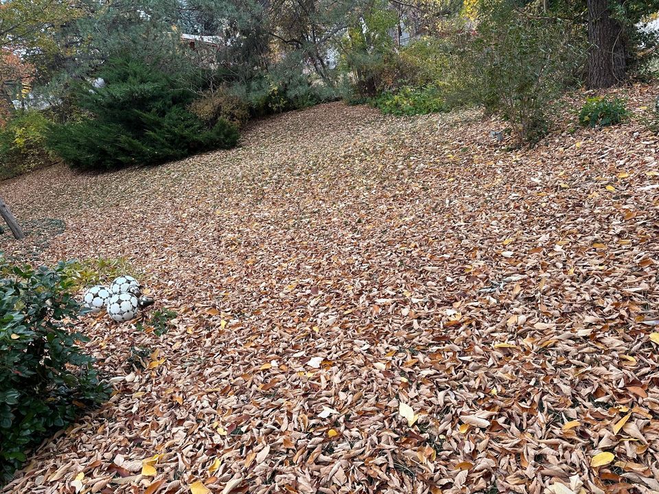 Raking leaves into a pile on a lawn