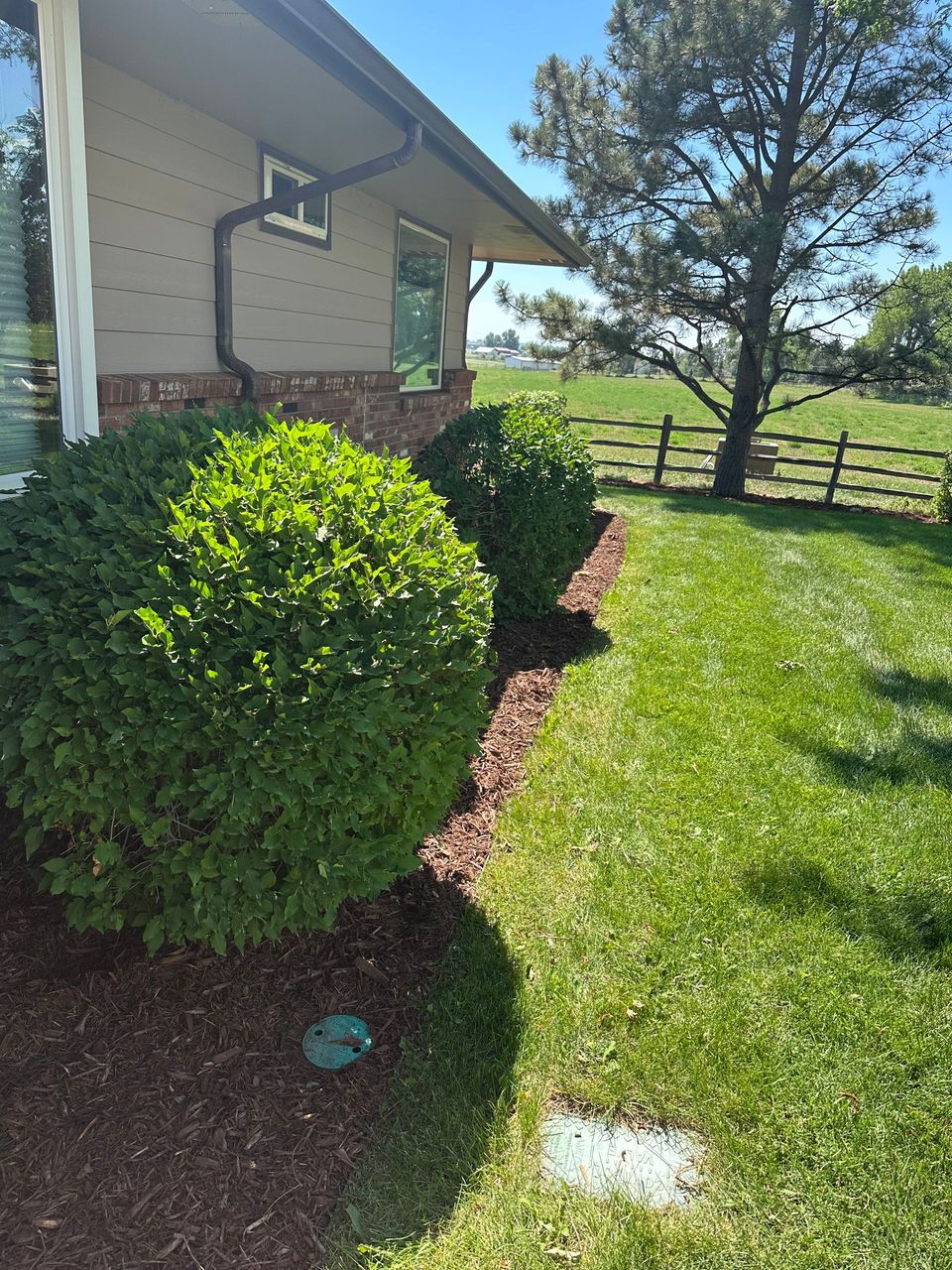 Neatly trimmed shrubs along a walkway