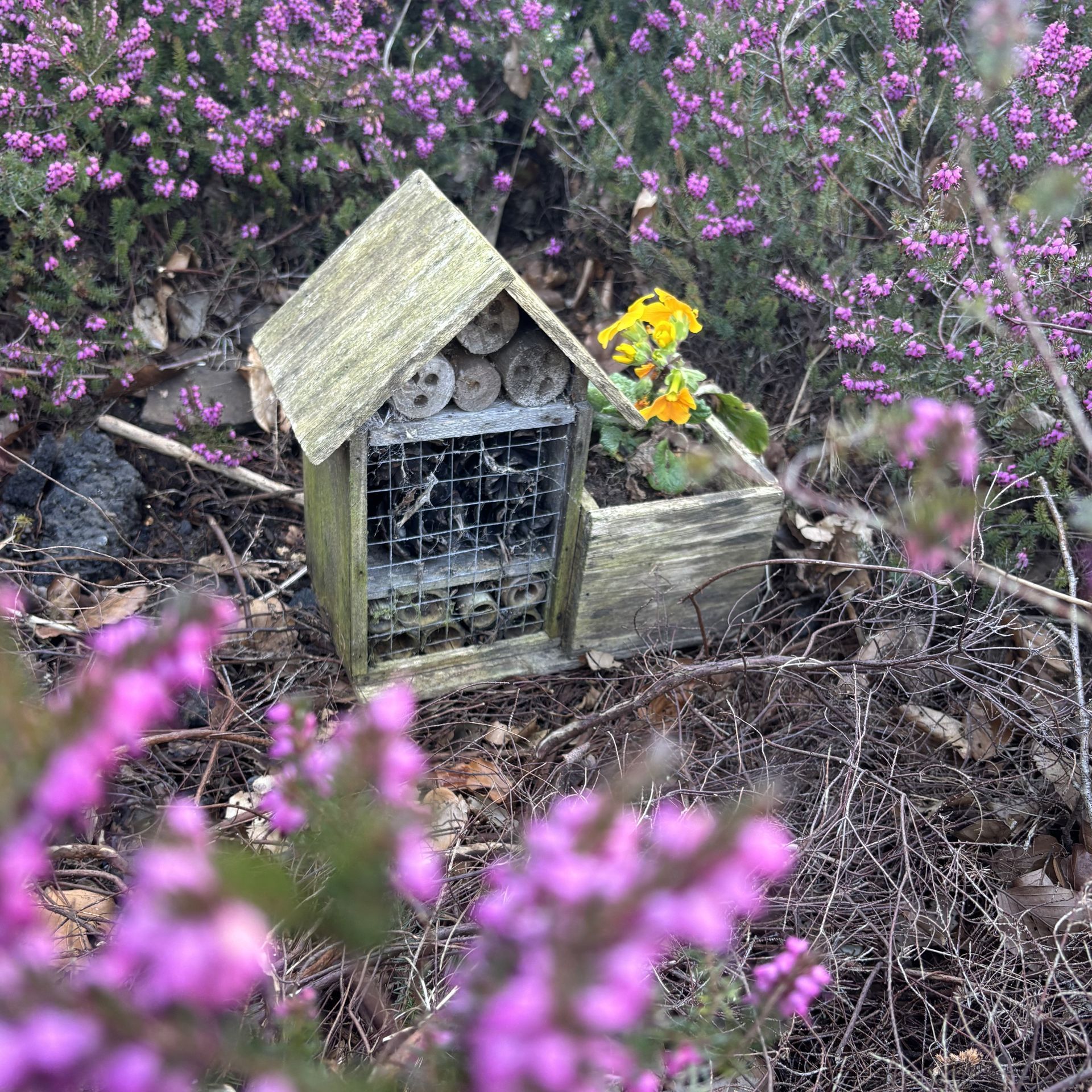 A bug house is sitting in the middle of a field of purple flowers.