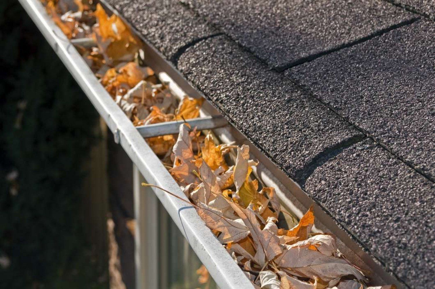 Rain gutter filled with autumn leaves beside a shingled roof