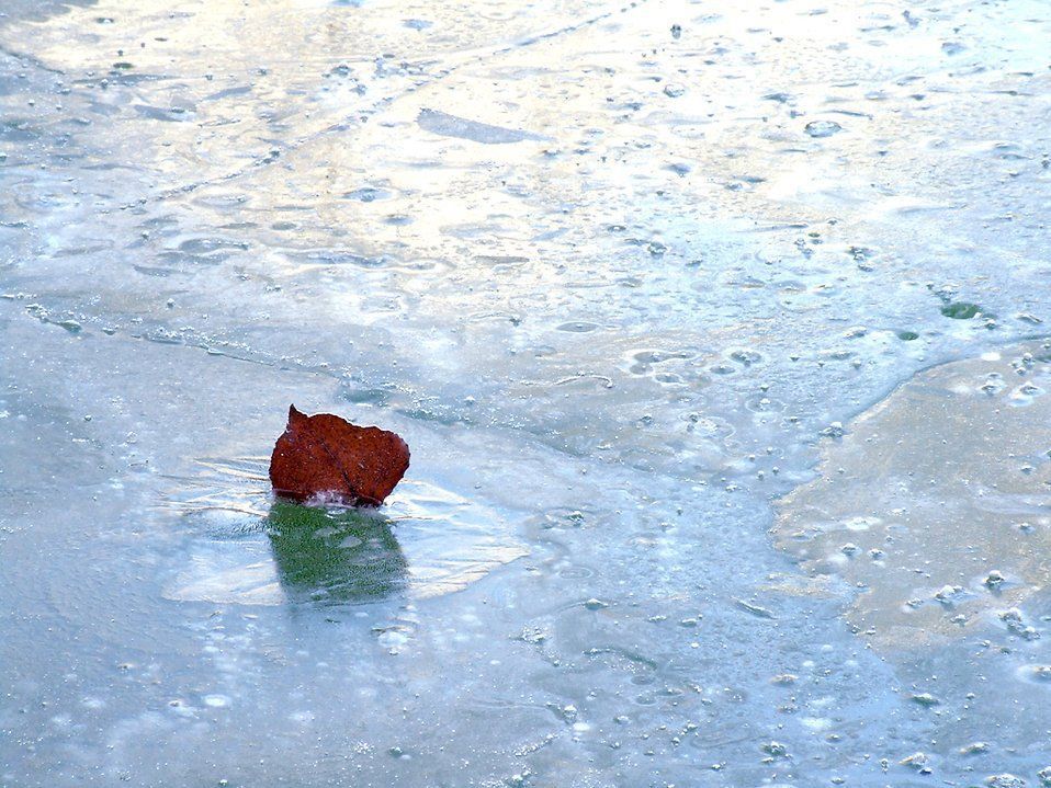 Leaf in a Snow — Summerville, SC — Clearblue Pools Leaf in a Snow — Summerville, SC — Clearblue Pools