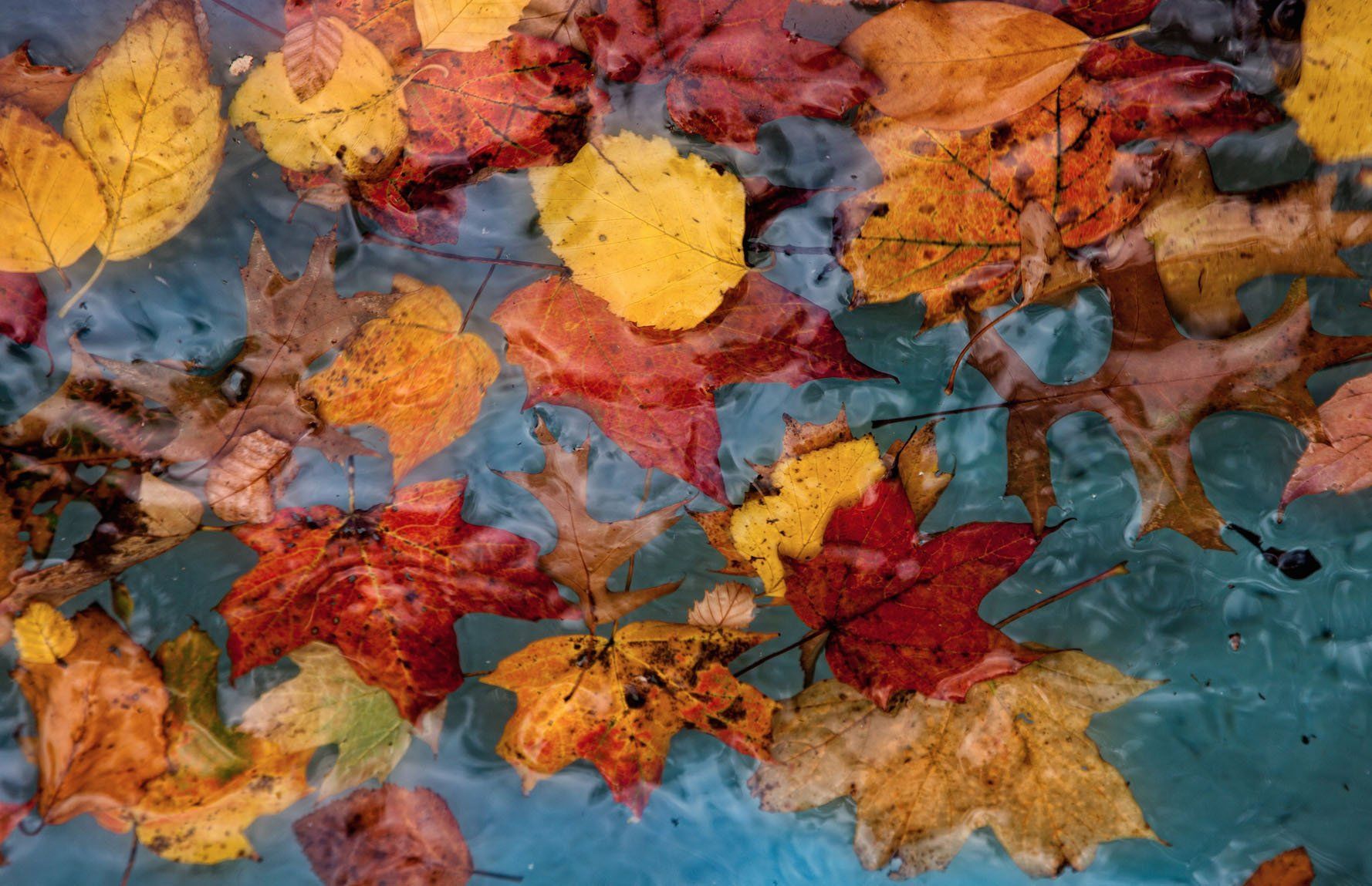 A bunch of leaves are floating in the water.