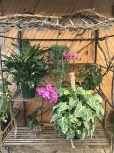 green plants