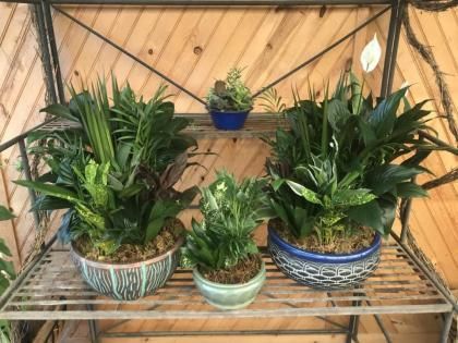 green plants