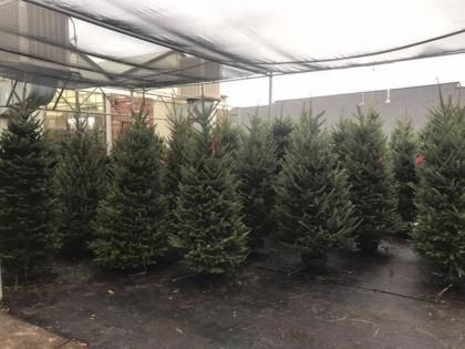 pine trees