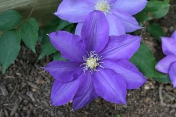 purple flower