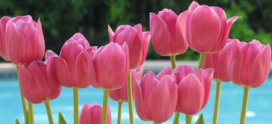 pink tulips