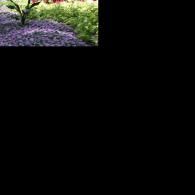 purple flowers