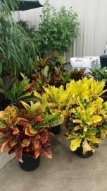 green plants