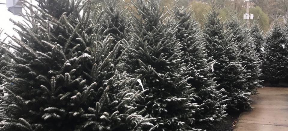 pine trees