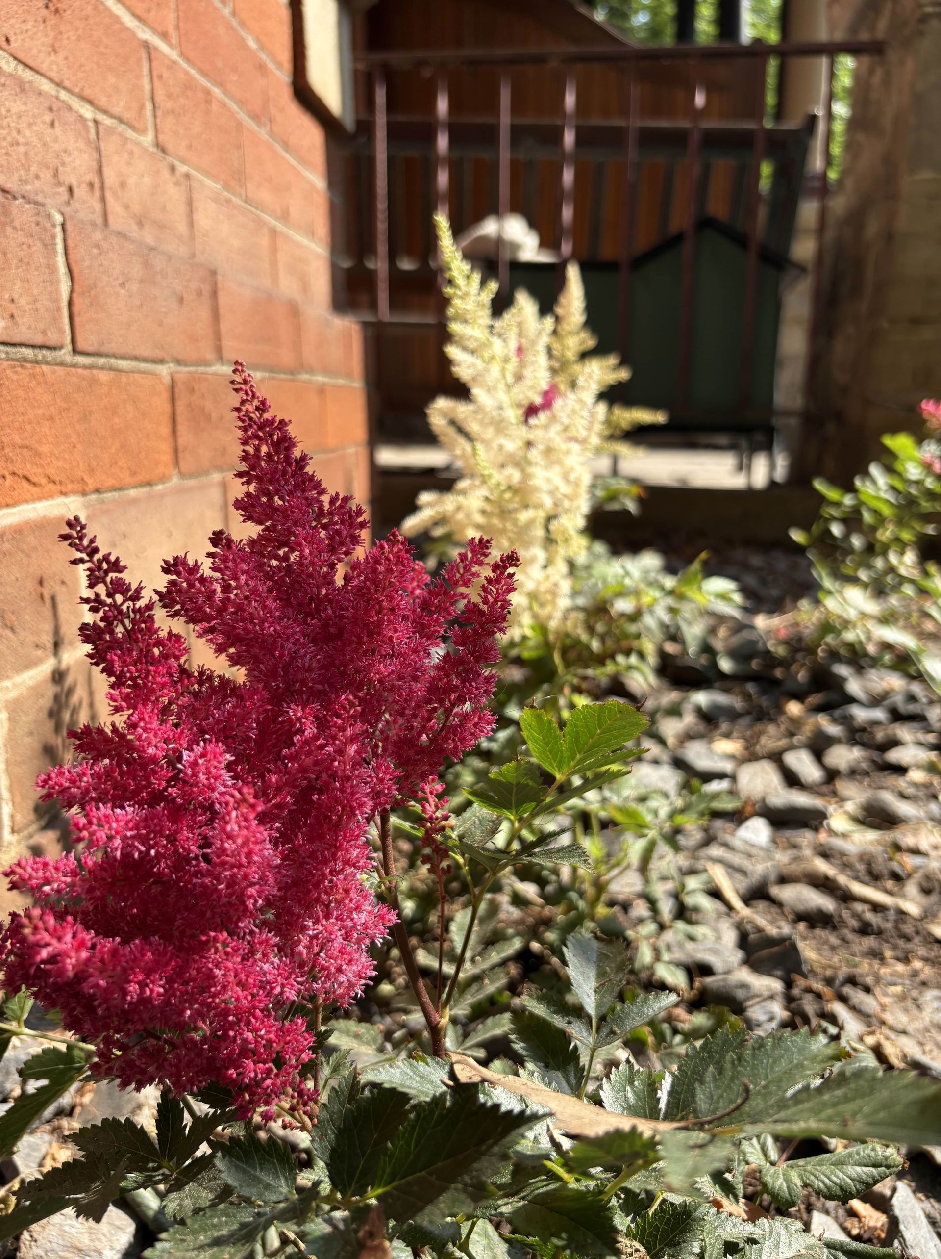 downtown garden design and install monarch landscaping