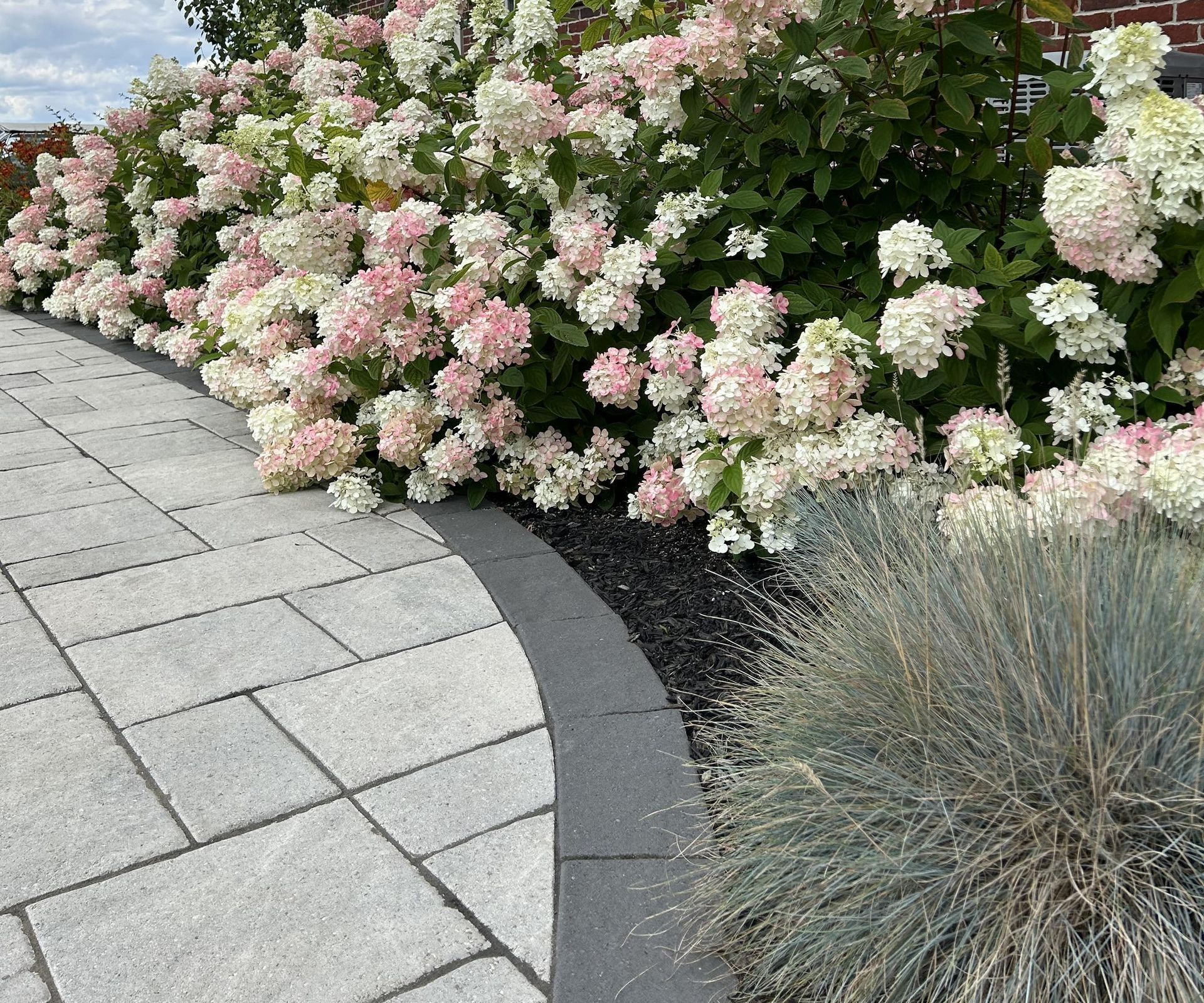 full bloom hydrainga garden intsall monarch landscaping