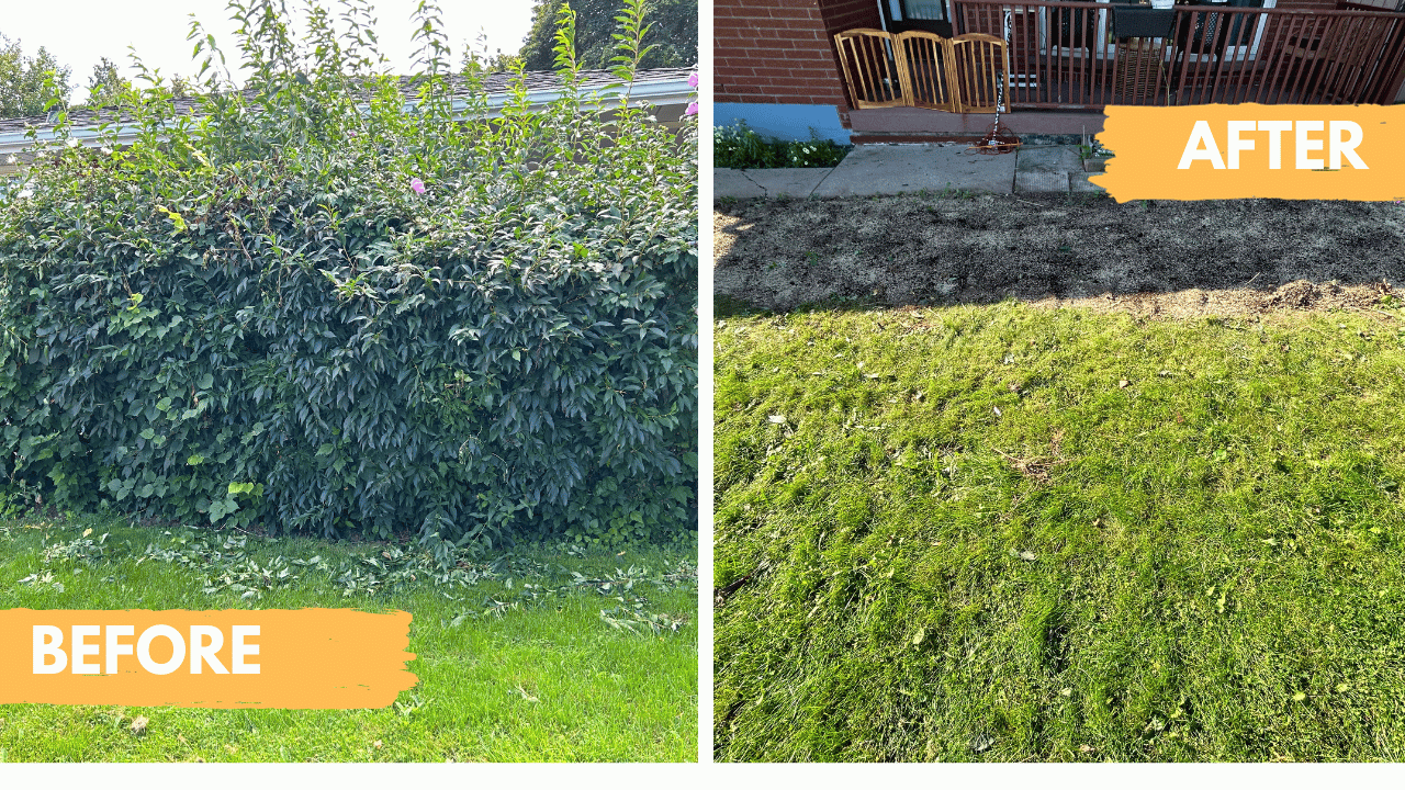 A before and after picture of a lush green lawn.
