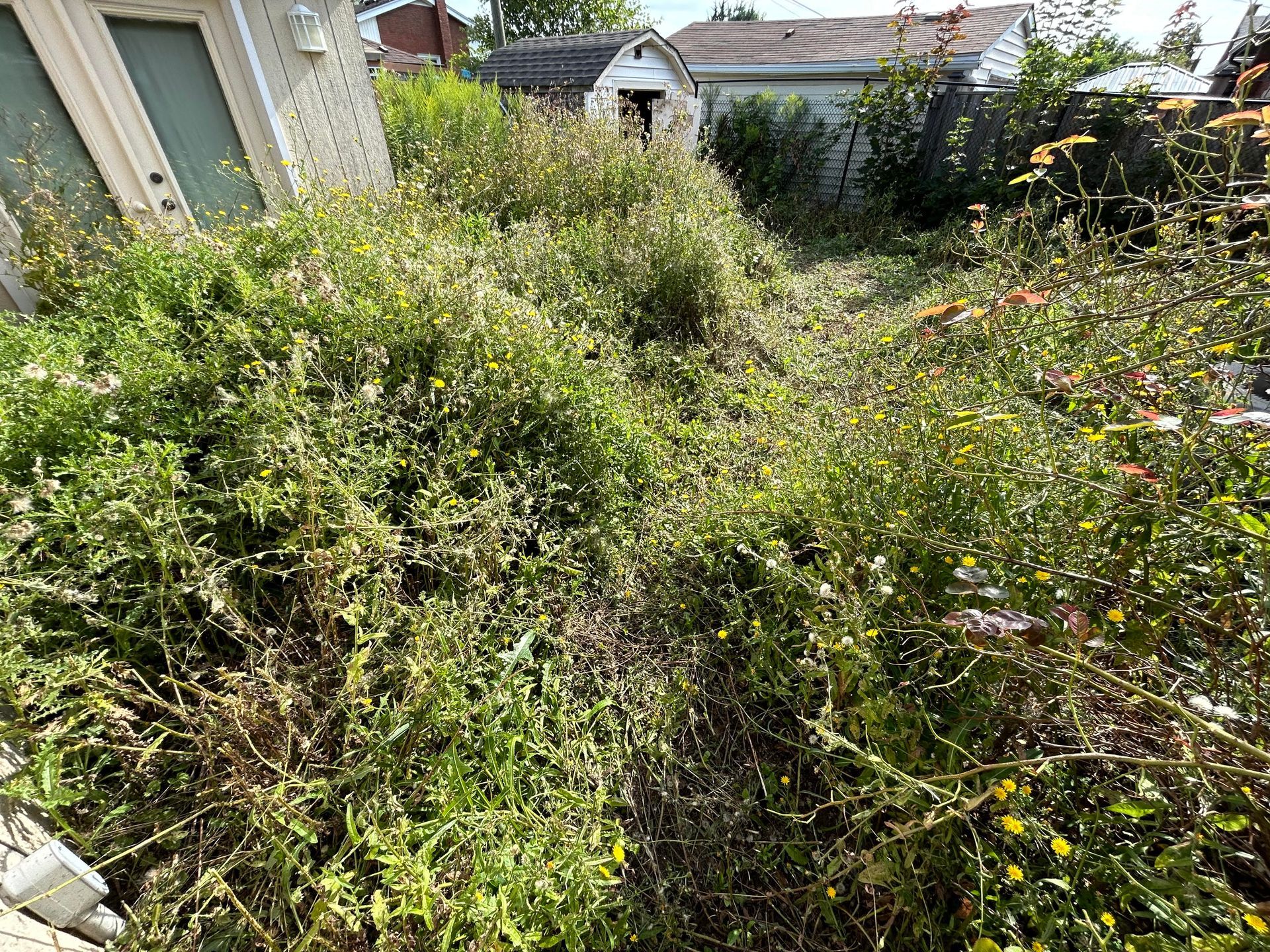 A bunch of plants are growing in a yard in front of a house.