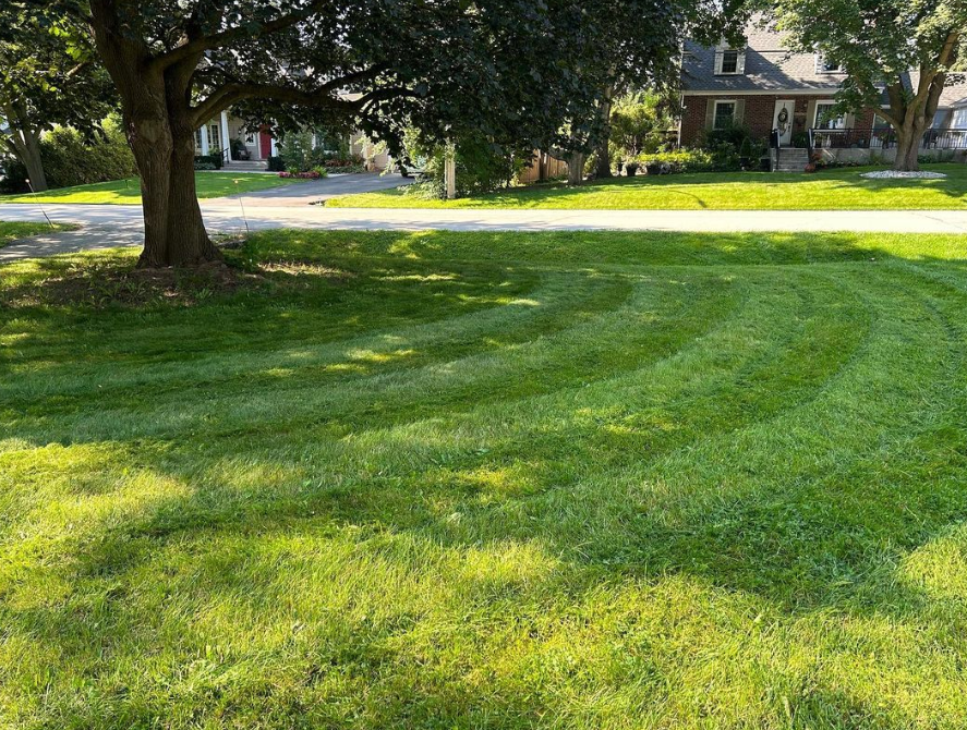 A lush green lawn with a tree in the foreground and a house in the background.