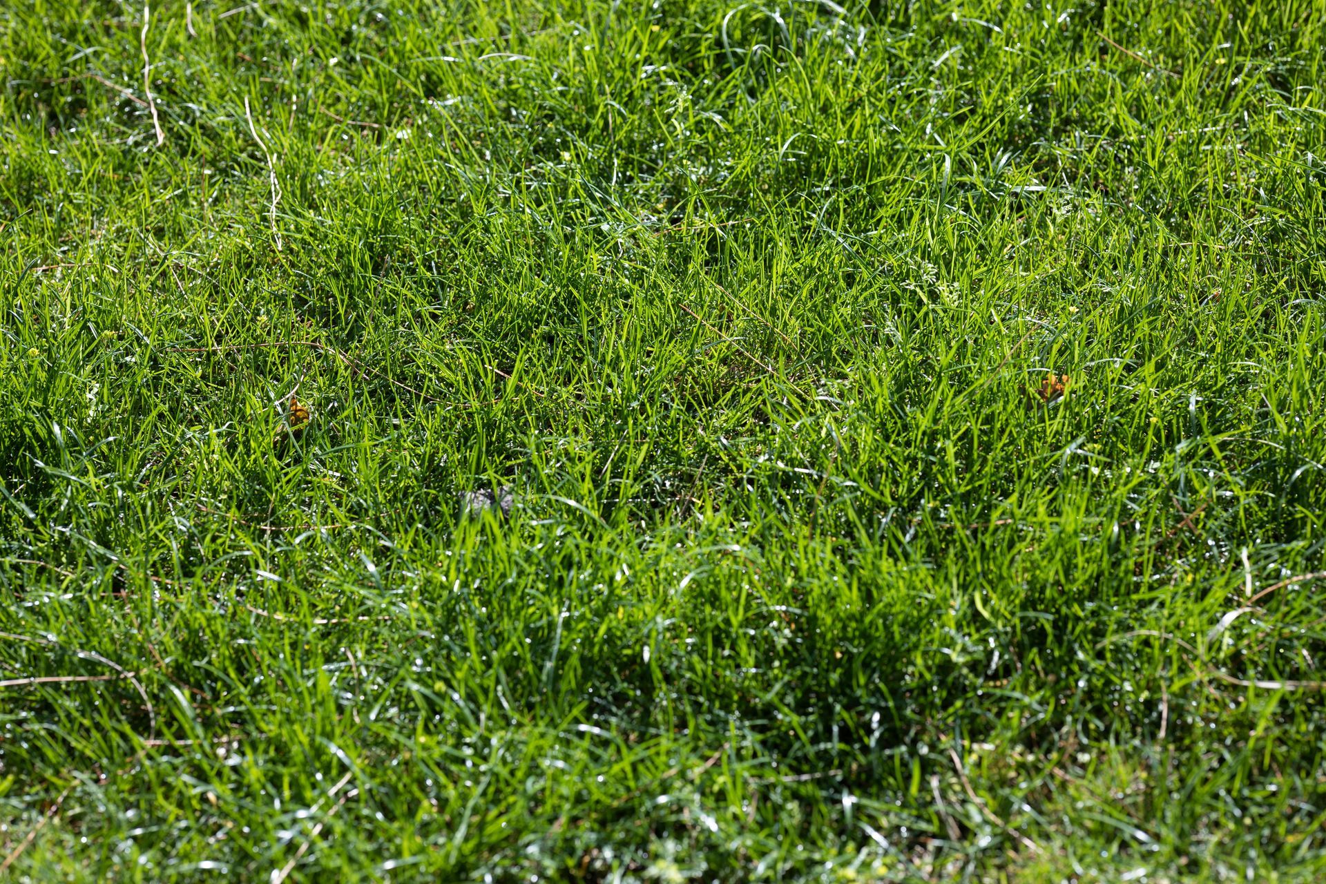 sod installation near me