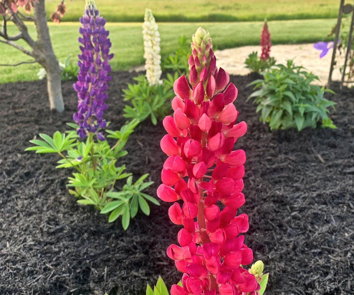 Closeup of pink and purple Crocus perennials in softscape planting garden bed of Wayne county Ohio backyard.