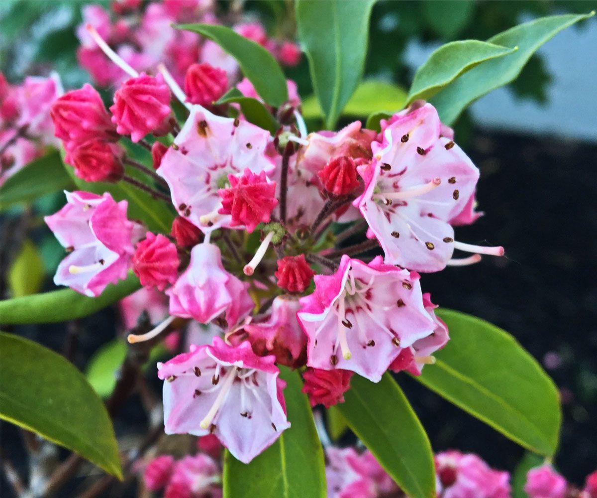 Close-up of cherry blossom bloom planted in Sharon Center, OH softscape design installation by Chidsey Landscape & Desgn