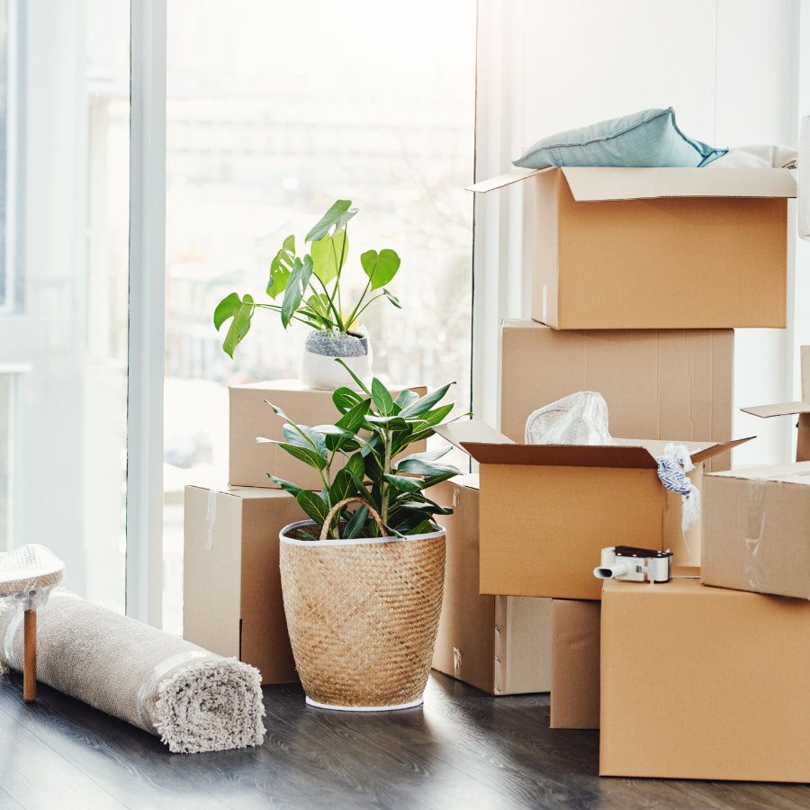 Moving boxes and potted plants in a bright room near a window