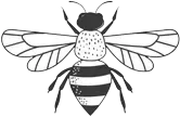 Black-and-white line drawing of a bee with spread wings, striped abdomen, and dotted thorax