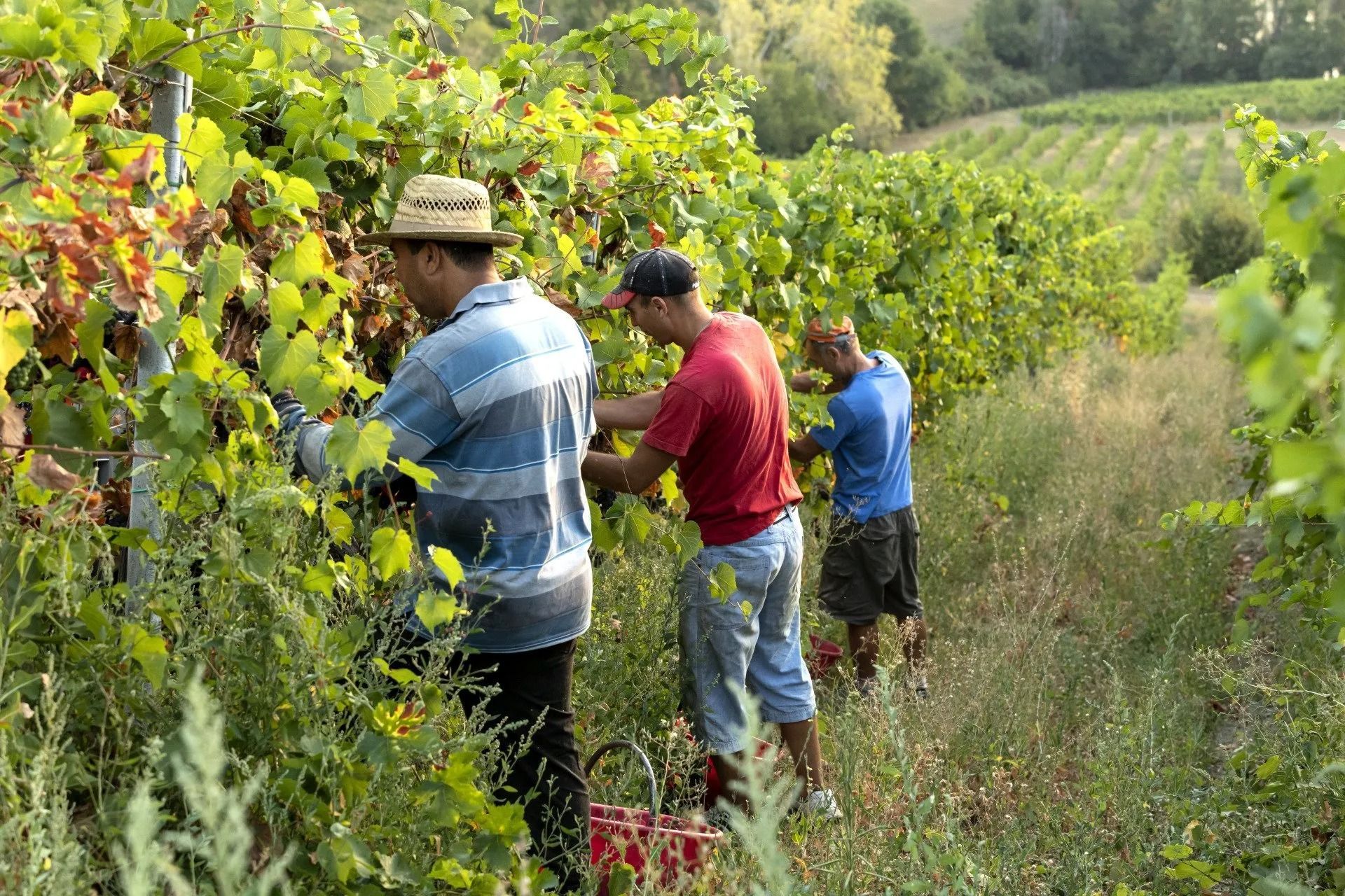 Tre persone che raccolgono l'uva in un rigoglioso vigneto, con indosso cappelli e abiti da lavoro informali.