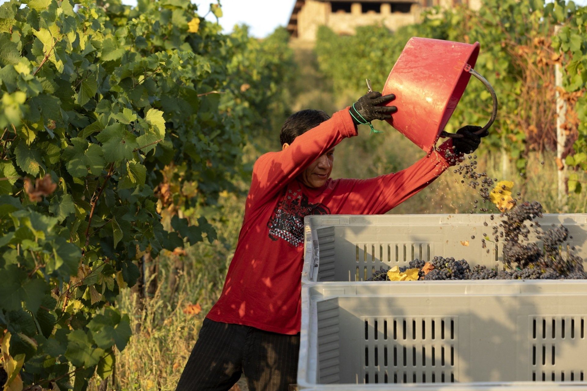 Un operaio con la maglietta rossa svuota un bidone rosso in una cassa di prodotti agricoli in un vigneto.