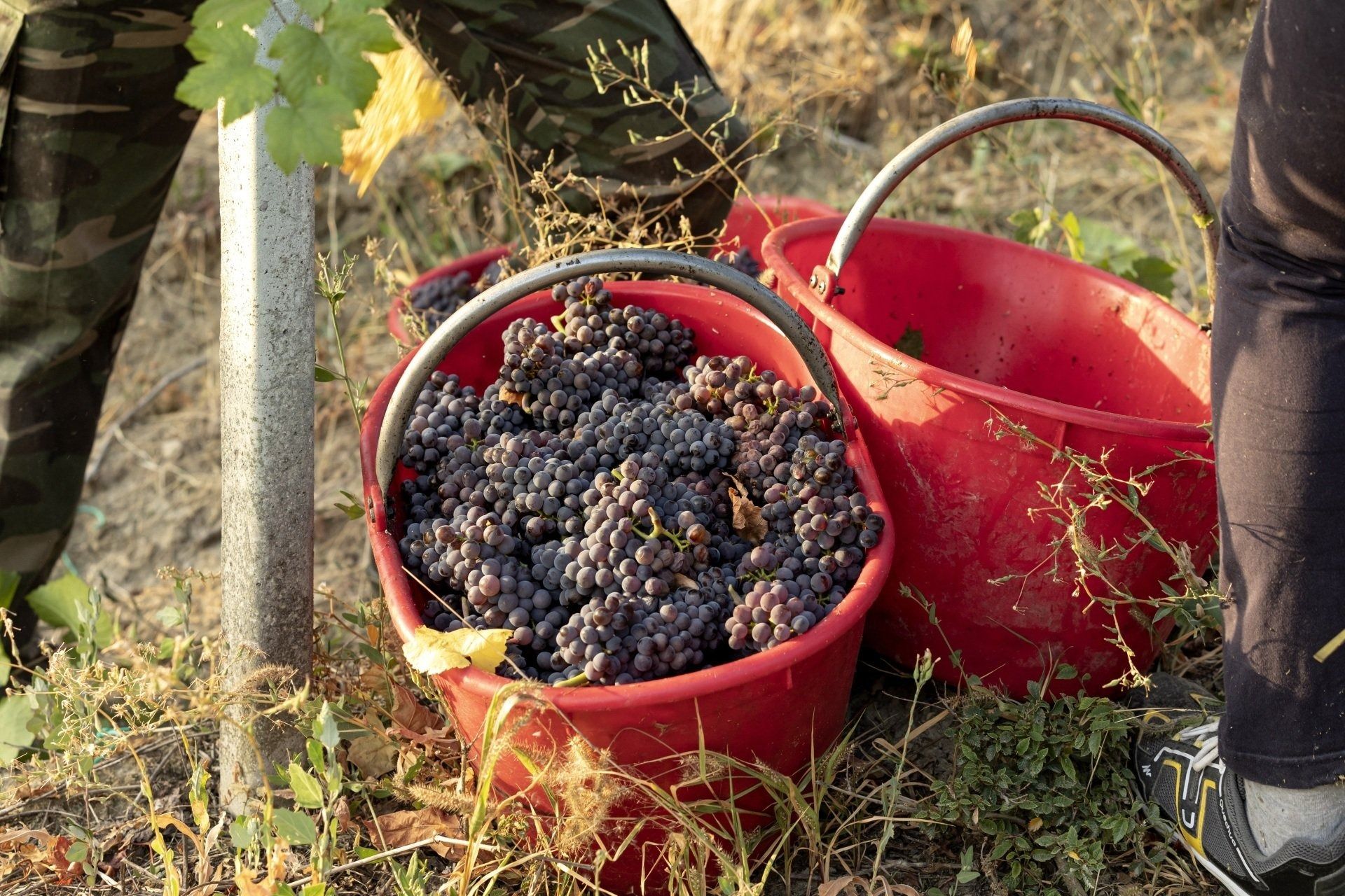 Due secchi rossi pieni di uva scura in un frutteto erboso, con una persona in piedi accanto a loro.