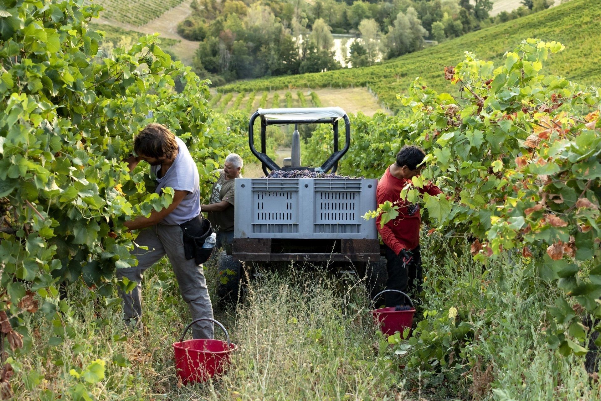 Operai che raccolgono l'uva in un vigneto, accanto a una macchina, con cassette rosse a terra.