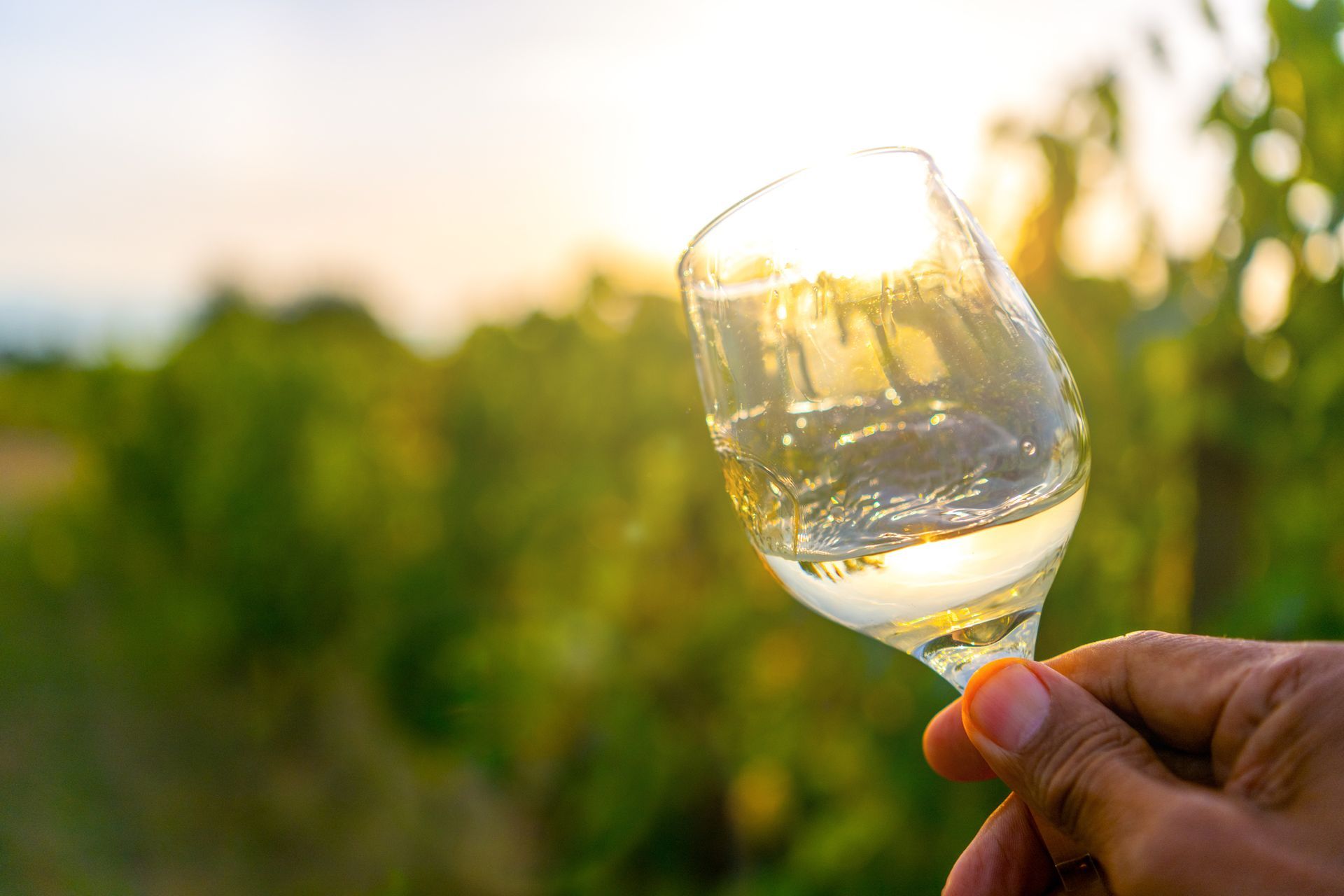 Una mano che regge un calice di vino in un vigneto illuminato dal sole al tramonto