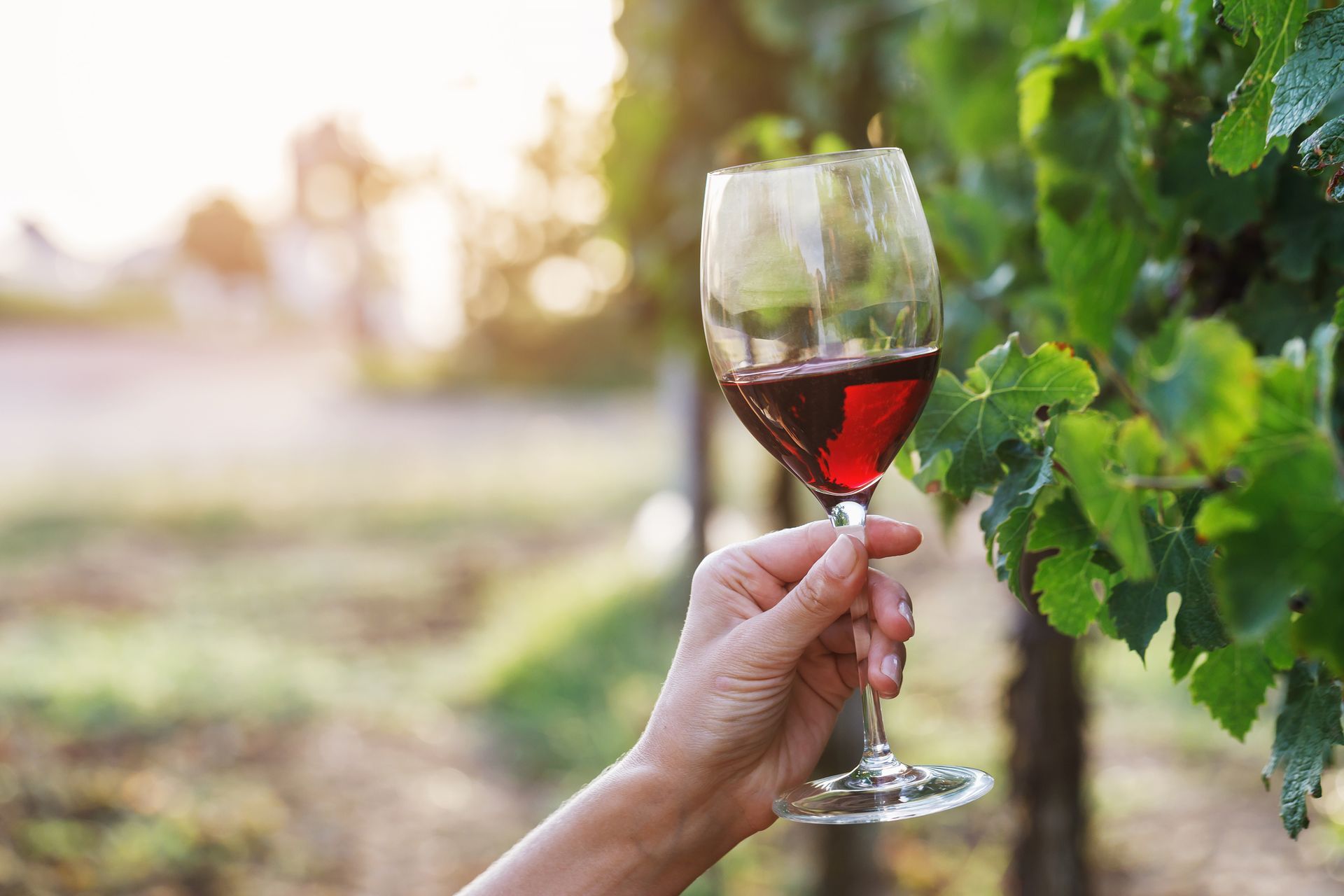 Mano che regge un bicchiere di vino rosso accanto a viti in un vigneto soleggiato