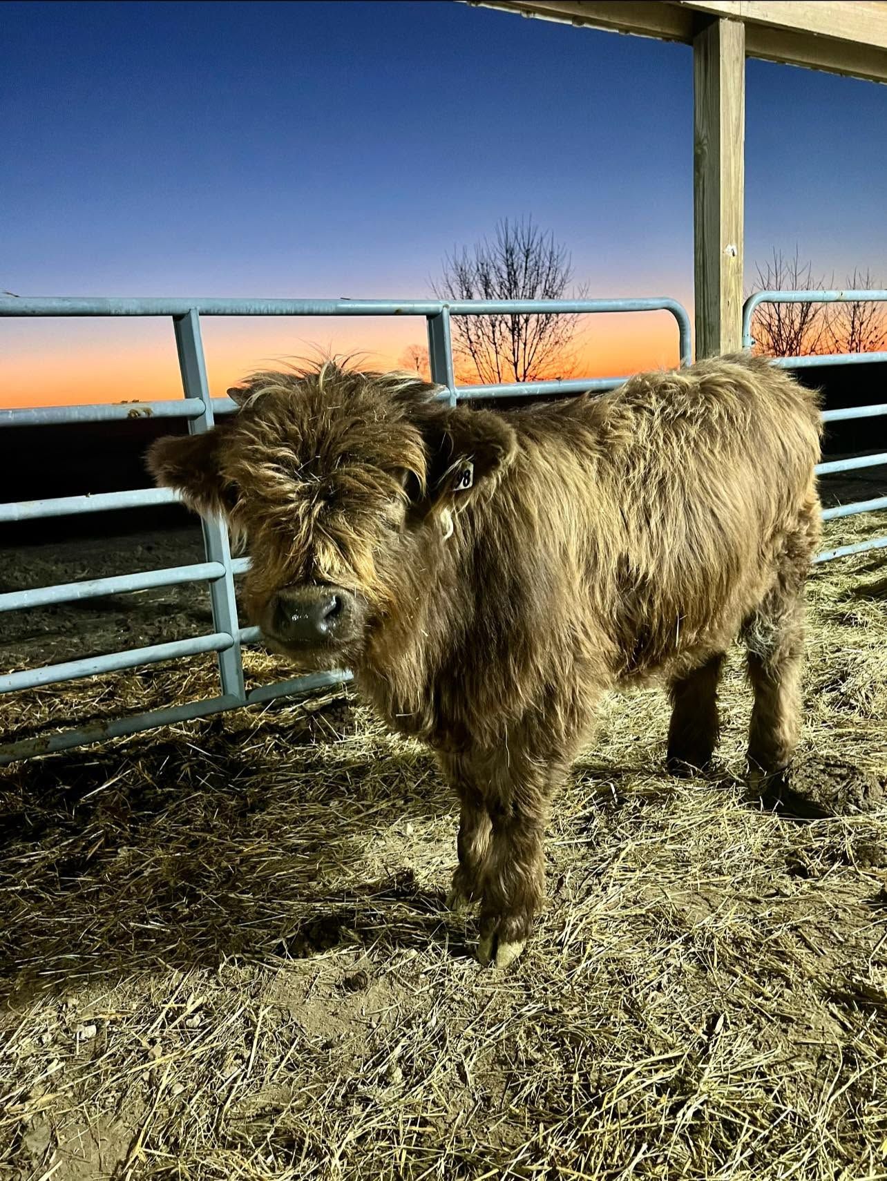 Fluffy brown sheep standing in a barn pen with hay and a blue fence at sunset