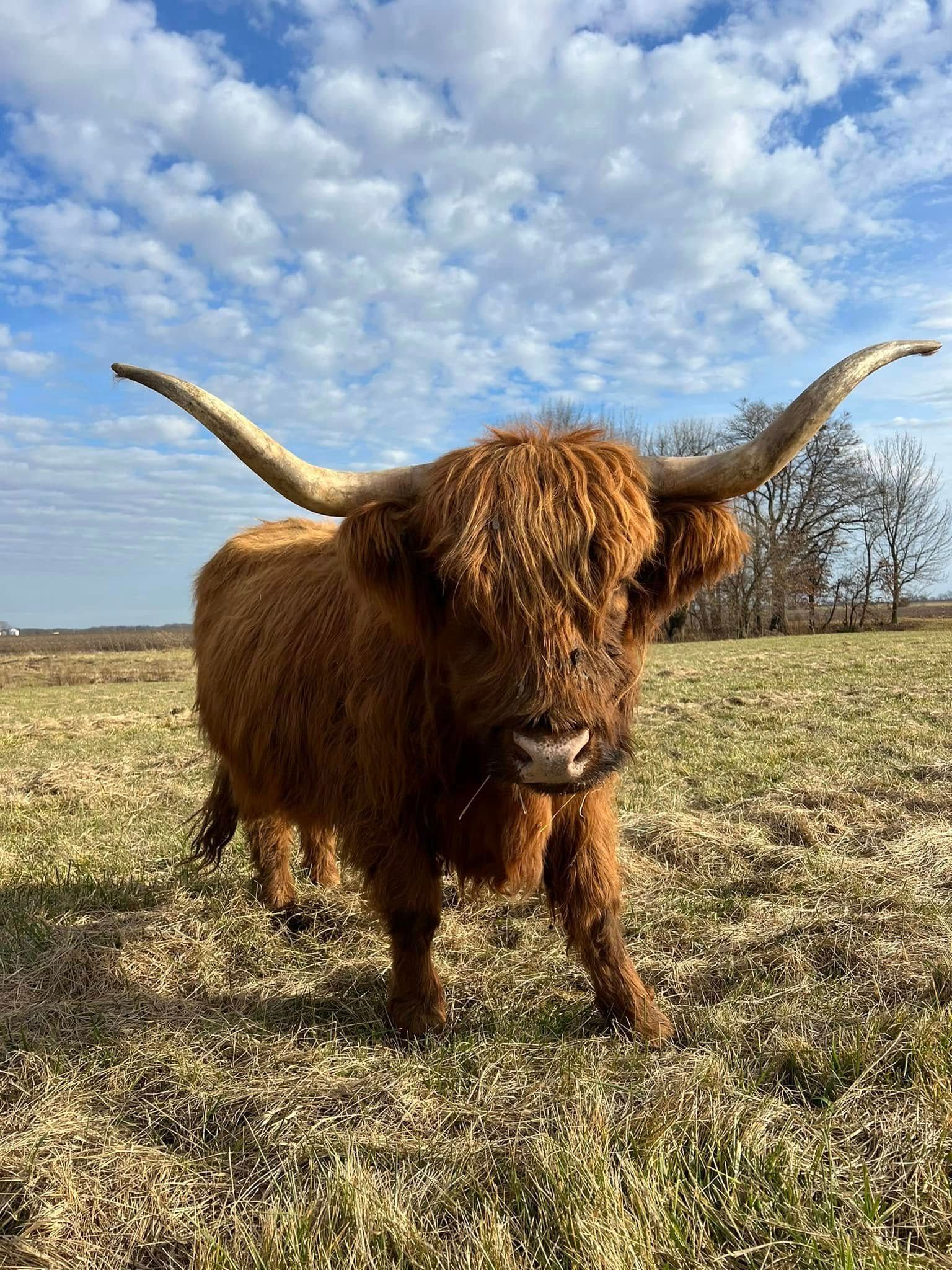 Long-haired brown cow with large horns standing in a grassy field under a cloudy sky